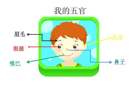 眼耳口鼻五官|五官(面部特徵):通俗定義,基本字義,眉,眼,鼻,口,耳,學術。